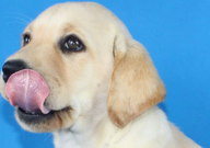 拉布拉多能吃胡蘿卜嗎（好嗎）